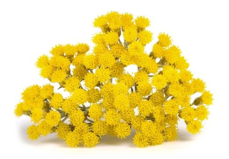 US Organic Helichrysum Essential Oil, USDA Certified Organic, Steam Distilled, Sourced from The Balkan Peninsula, High end Essential Oil (5 ml)