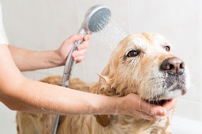 CitriSafe Remedy Pet Shampoo with Shea Moisture - All Natural, Dry Skin and Itch Relief - Cleans, Deodorizes and Conditions - 16oz