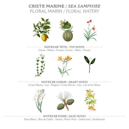 Panier des Sens - Hand Cream for Dry Cracked Hands - Sea Samphire Hand Lotion with Shea Butter & Olive Oil - Vitamin E Skin Moisturizer with 97% Natural Ingredients - Made in France, 2.5 fl oz