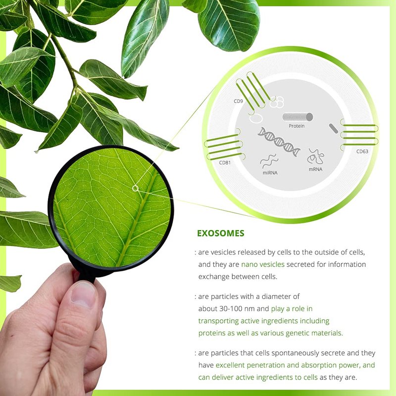 EXODROP Vegan Exosome Foaming Cleanser, Ginseng tree Exosome, Hydrating, Quick-absorbing, Vegan, All skin types, 5.07 Fl Oz