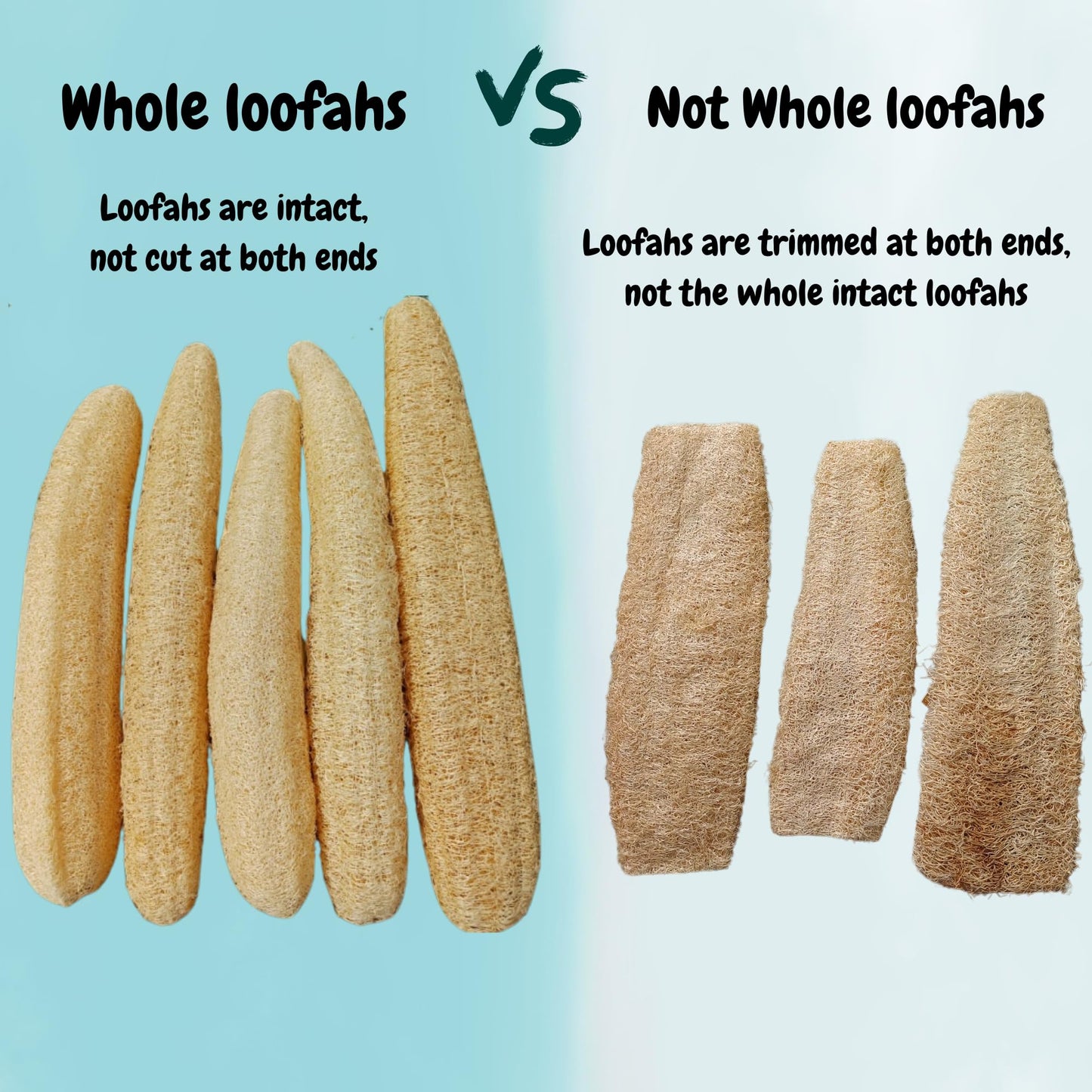 5 Pcs (14 – 16 Inches) Natural Loofah Sponge | Organic Loofah | Shower Loofah Exfoliating Body Scrubber | Bath for Loofah for Men and Women | (5 - Pack)