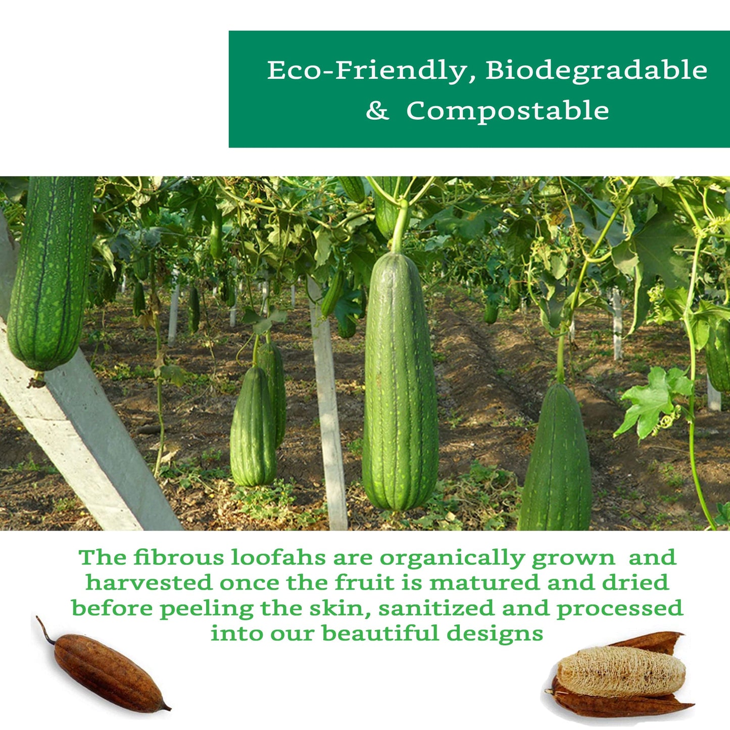Natural Loofah Exfoliating Sponge (4 Pack) - Luffa Exfoliating Body Scrubber - Biodegradable Organic Loofah Sponge - Shower Luffa Sponges - Estropajos para el Cuerpo
