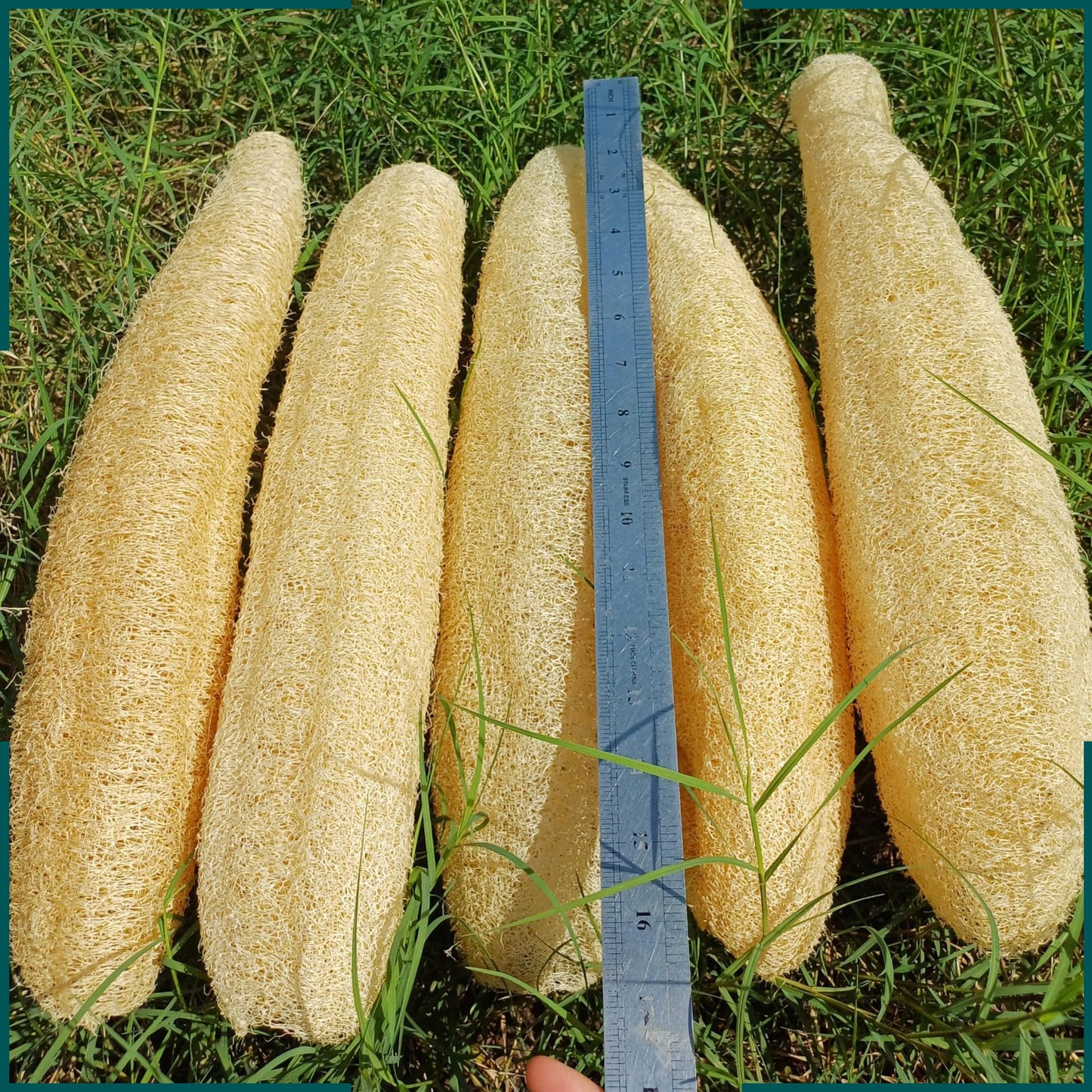 5 Pcs (14 – 16 Inches) Natural Loofah Sponge | Organic Loofah | Shower Loofah Exfoliating Body Scrubber | Bath for Loofah for Men and Women | (5 - Pack)