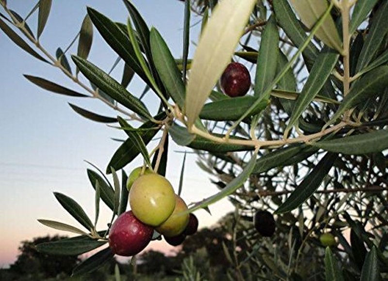Sola Stella Extra Virgin Olive Oil - Cold Pressed Gourmet EVOO | Smooth & Buttery Taste - Perfect for Cooking & Baking (16.9 oz)