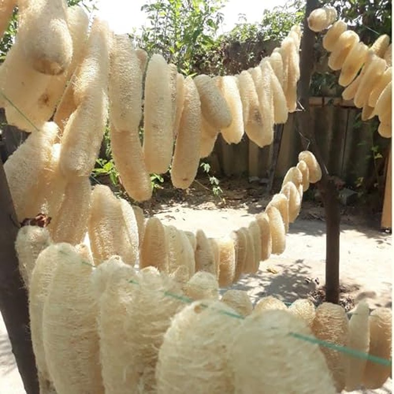 10 Pcs (7 – 10 Inches) Shower Loofah Exfoliating Body Scrubber | Natural Loofah Sponge | Bath for Loofah for Men and Women | Pack of 10