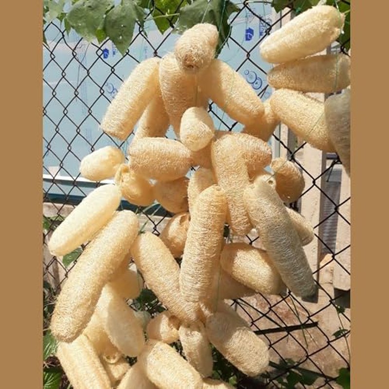 10 Pcs (7 – 10 Inches) Shower Loofah Exfoliating Body Scrubber | Natural Loofah Sponge | Bath for Loofah for Men and Women | Pack of 10