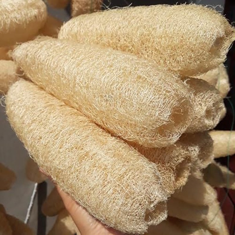 10 Pcs (7 – 10 Inches) Shower Loofah Exfoliating Body Scrubber | Natural Loofah Sponge | Bath for Loofah for Men and Women | Pack of 10