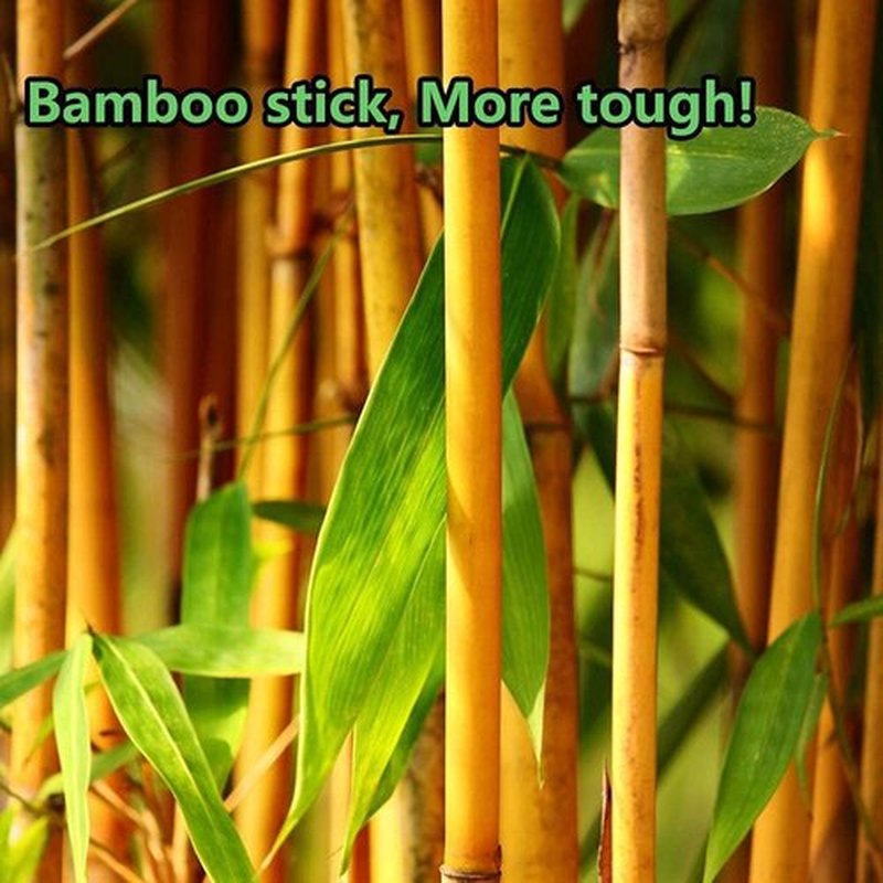 2000pcs Precision Tip Cotton Swabs for Makeup, Bamboo Sticks and Double Pointed