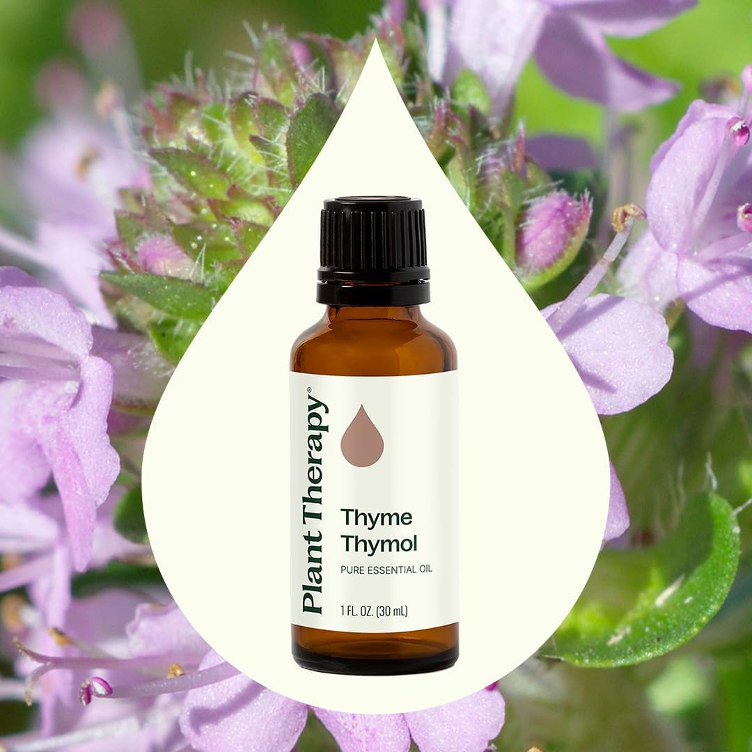 Plant Therapy Thyme Thymol Essential Oil 30 mL (1 oz), 100% Pure, Undiluted, Natural Aromatherapy for Immune Support and Digestive Relief
