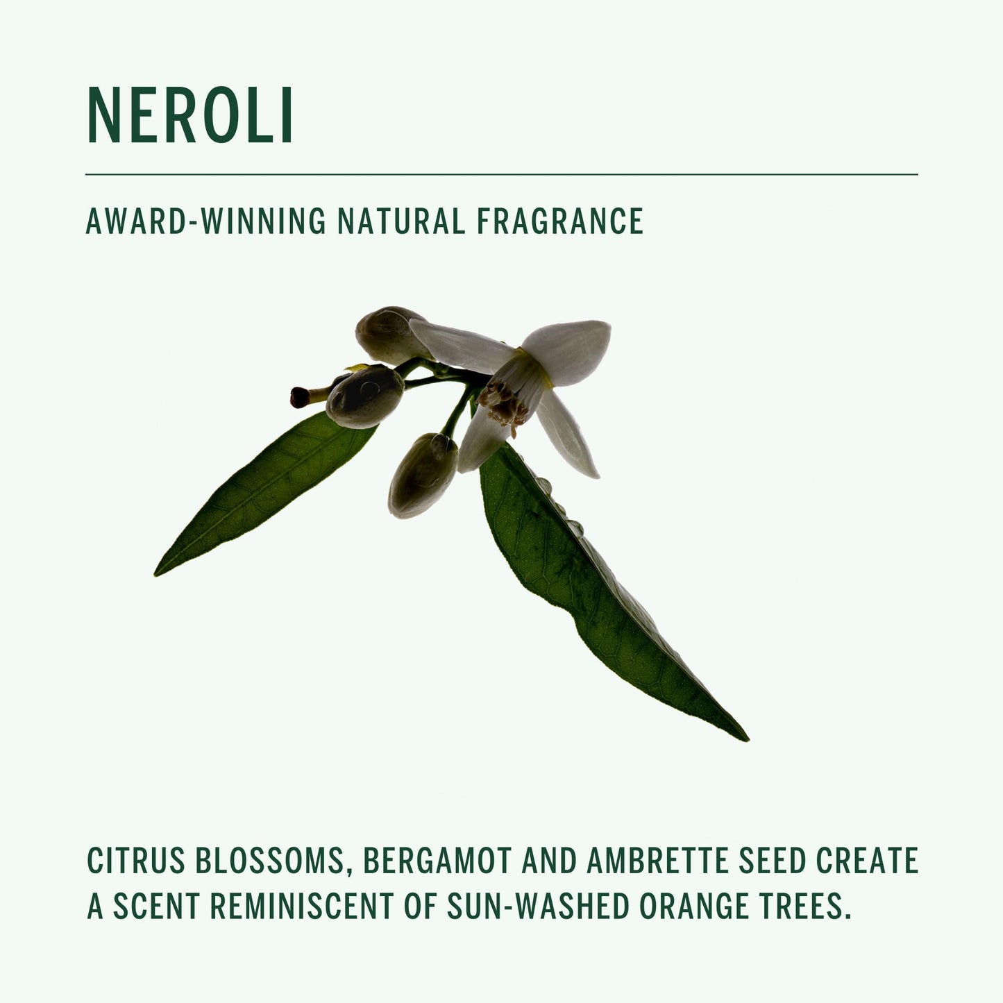 CORPUS - Natural Deodorant Stick For Sensitive Skin | Aluminium + Baking Soda Free | Unisex, Non-Toxic, Made In The USA (Neroli)