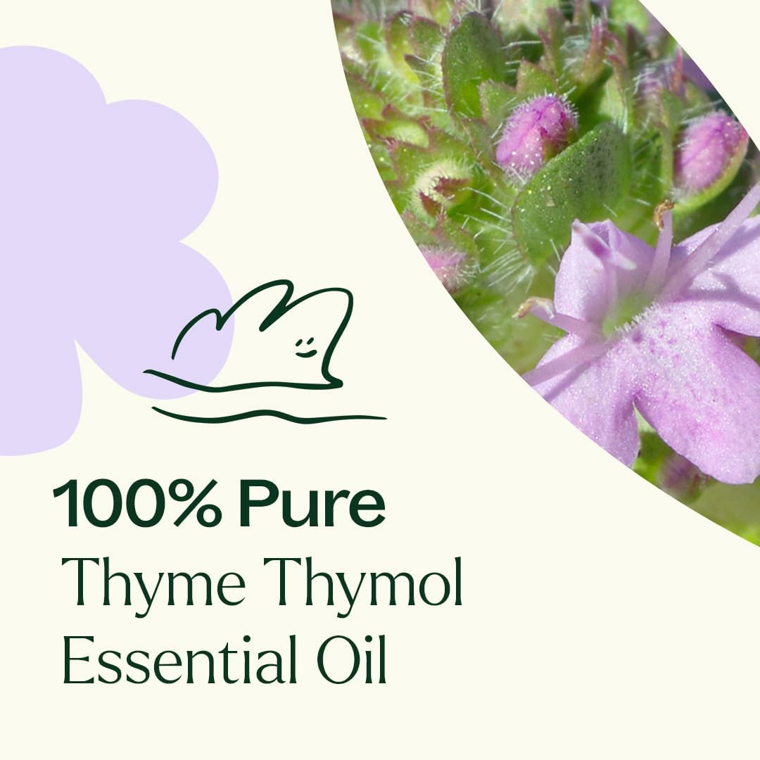 Plant Therapy Thyme Thymol Essential Oil 30 mL (1 oz), 100% Pure, Undiluted, Natural Aromatherapy for Immune Support and Digestive Relief