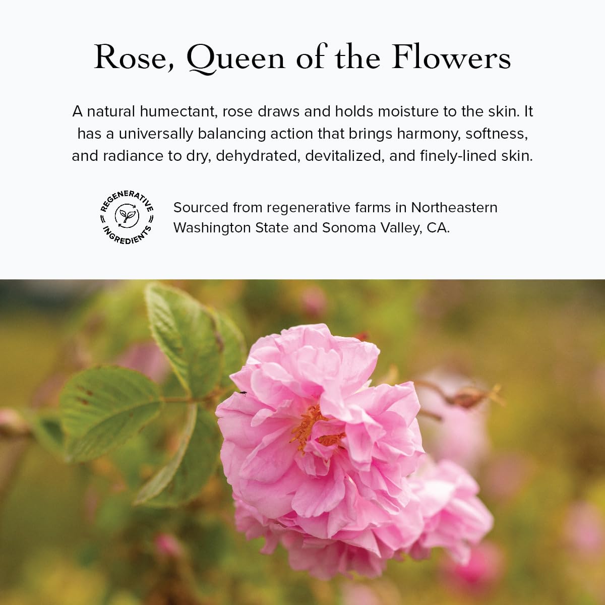 evanhealy Sonoma Rose Petal HydroSoul | Copper Distilled Hydrosol | Hydrating & Balancing Face Toner for Mature, Delicate, Fragile & Devitalized Skin