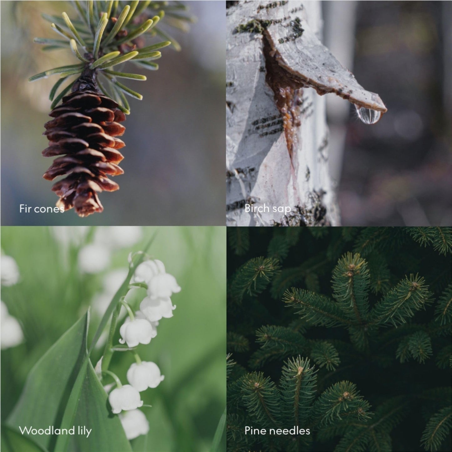 Skandinavisk Skog 'Forest' Scent Diffuser with 8 Reeds. Lasts +3 Months. Fragrance Notes: Pine Needles and Fir Cones, Birch Sap and Lily of The Valley. 6.75 fl. oz.