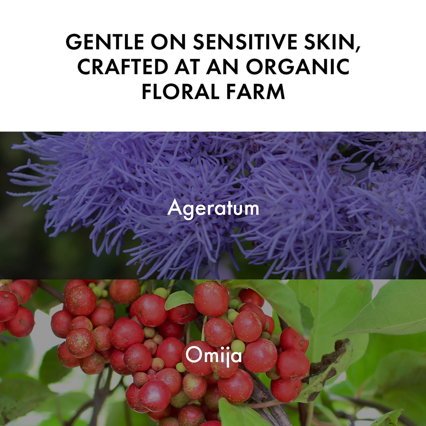 AGERIN Hydrating Barrier Exfoliating Gel – Smart Protein-Responsive Exfoliator for Sensitive Skin, Ageratum Extract, 100ml / 3.38 fl.oz.