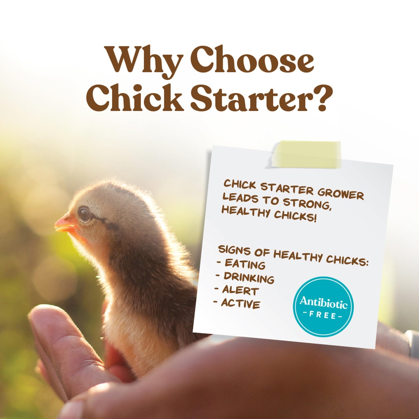 Manna Pro Chick Starter Feed, Non-Medicated Chicken Feed with Vitamins & Minerals, Complete Nutrition for Baby Chicks, 5 lb Bag