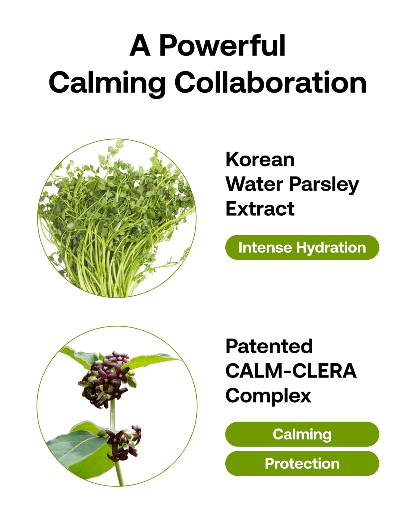 FILFLO Calm-Clera Minari Calming Serum, Korean Spring Herb Facial Serum, Soothing and Calming for Sensitive Skin, Natural Skincare, Clean Beauty With Vitamin C, Korean Skin Care,1.52 Fl Oz