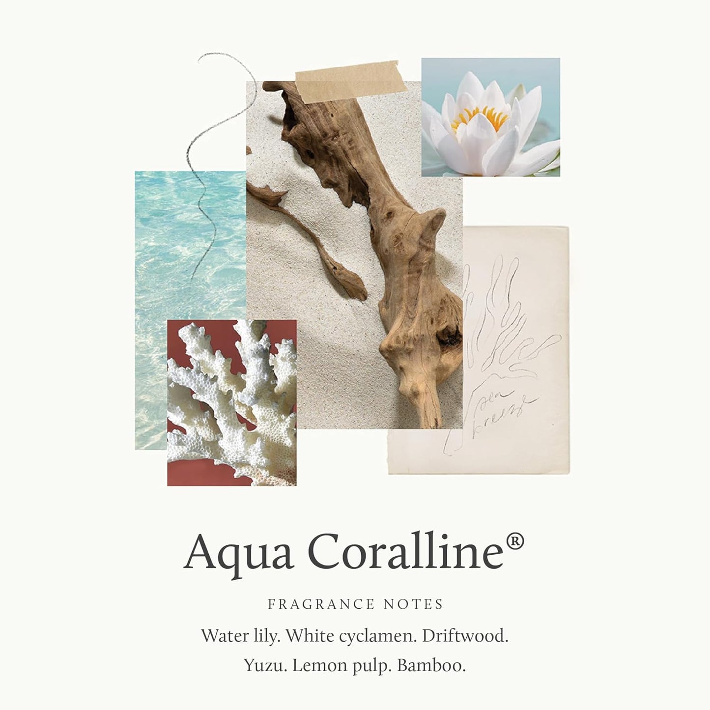 Thymes Body Lotion - Aqua Coralline Hydrating Formula | 9.25 Fl Oz