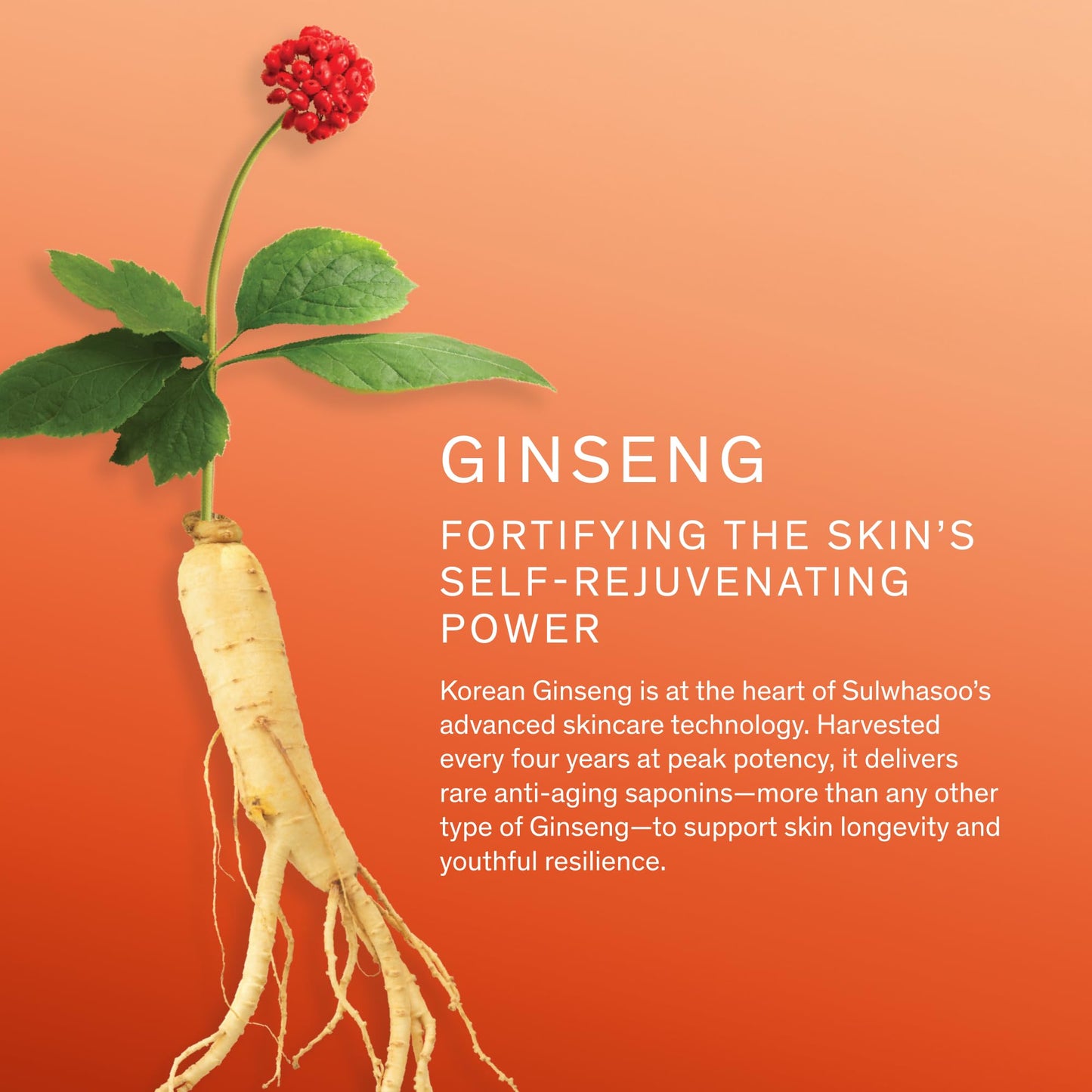 Sulwhasoo Concentrated Ginseng Rejuvenating Serum Set | Korean Ginseng-Powered Skincare 4-piece Anti-Aging Gift Set | Strengthens Skin Barrier | Visibly Improves Wrinkles | Includes Full-size Serum