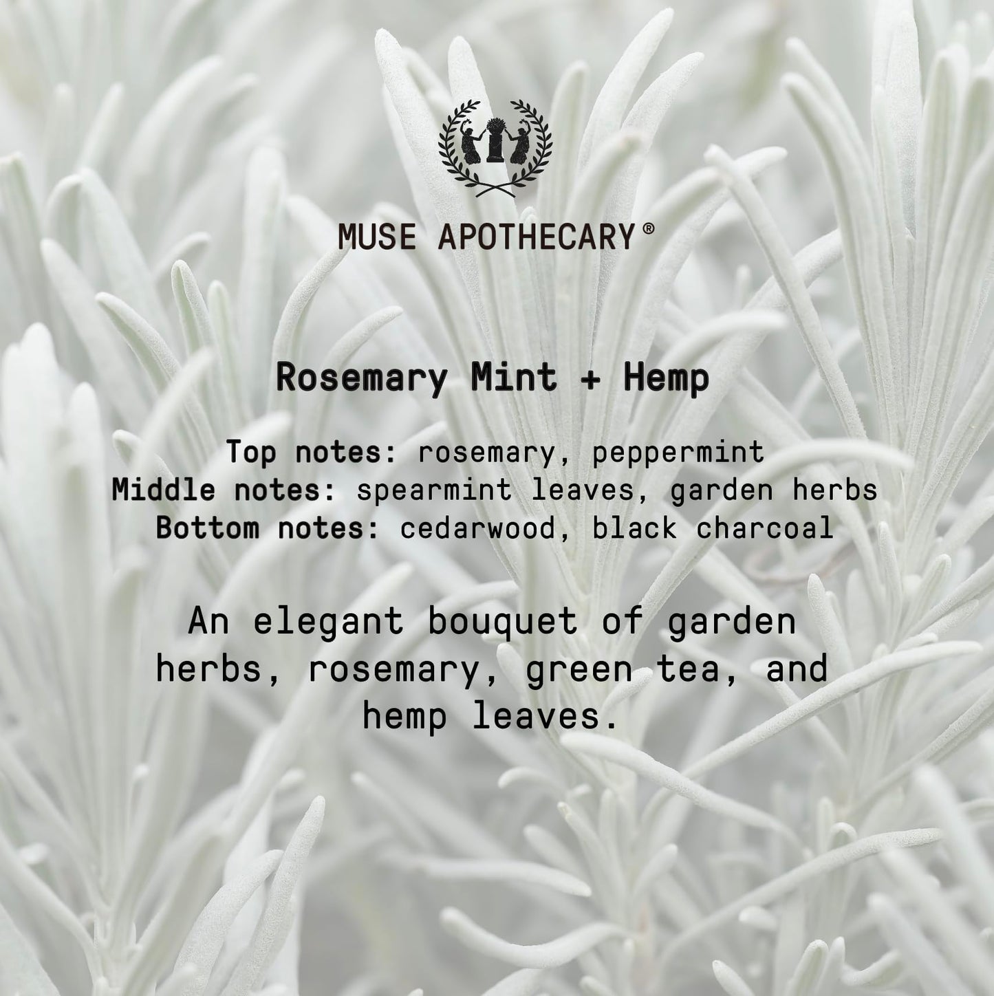 Muse Apothecary Hand Ritual - Aromatic and Nourishing Hand Soap, Infused with Natural Aromatherapy Essential Oils - USDA Certified Biobased - 16 oz, Rosemary Mint + Hemp, 3 Pack