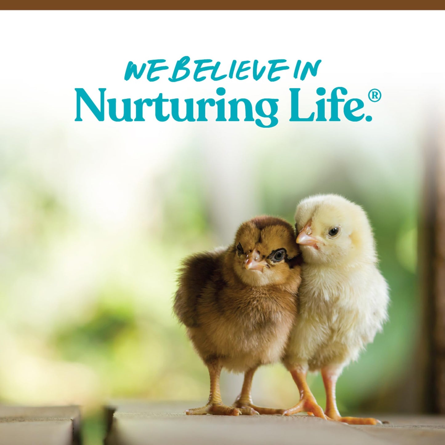 Manna Pro Chick Starter Feed, Non-Medicated Chicken Feed with Vitamins & Minerals, Complete Nutrition for Baby Chicks, 5 lb Bag