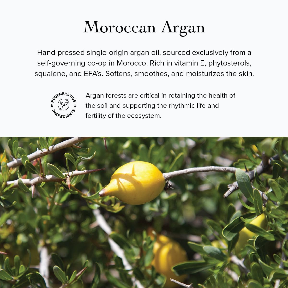 evanhealy Whipped Moroccan Argan Butter | Organic Shea Butter, Argan Oi & Lavender | Moisturize & Revitalize Dehydrated Skin