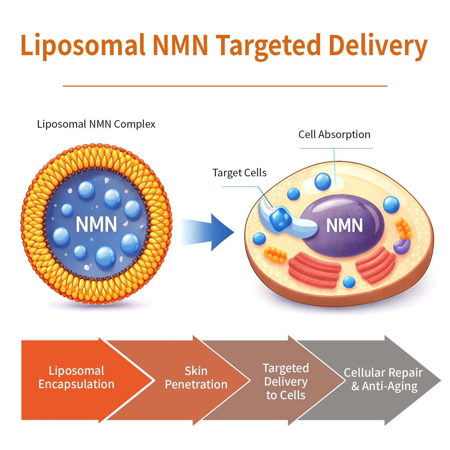 Fresh Activated Liposomal NAD+ Serum 20,000 ppm, 99% Purity Face Serum