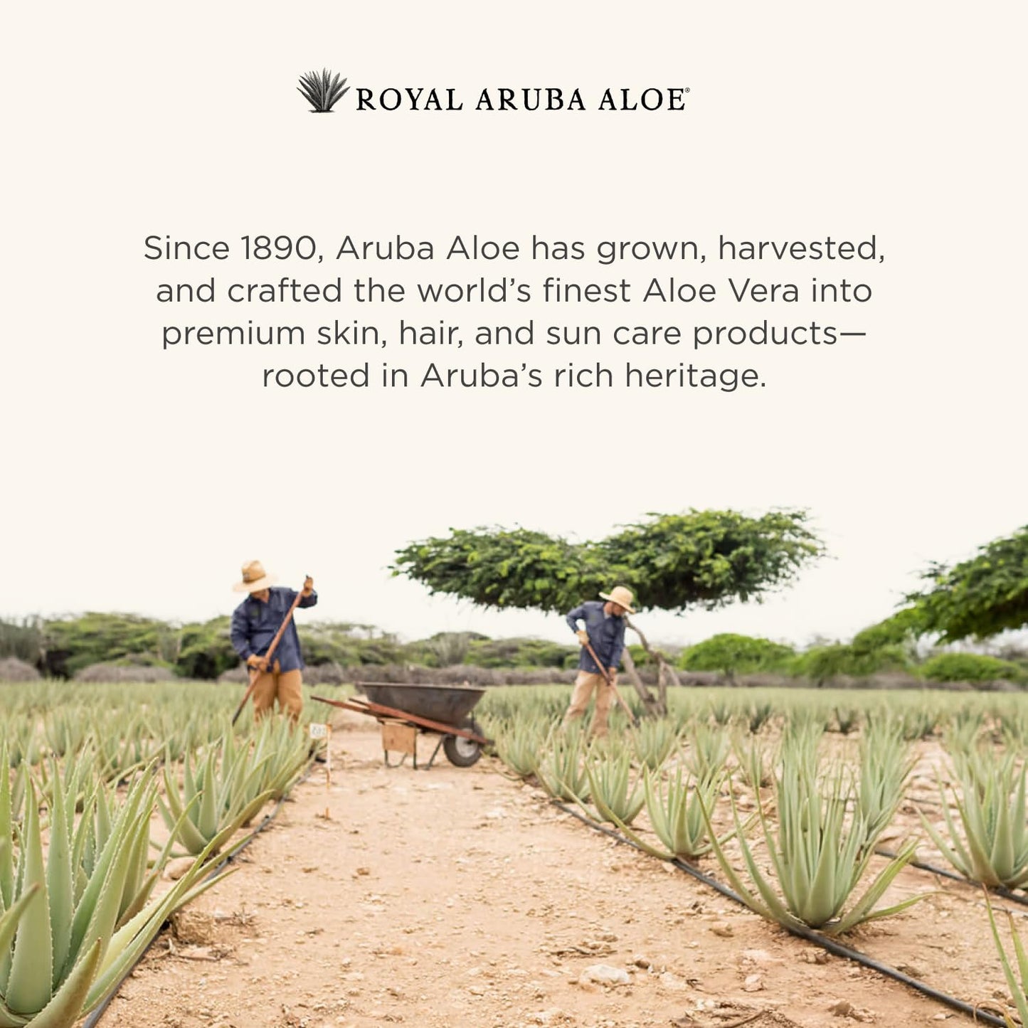 Aruba Aloe After-Sun Skin Repair Lotion - Hydrating and Soothing - Enriched with Aloe Vera - 4.2 oz Bottle
