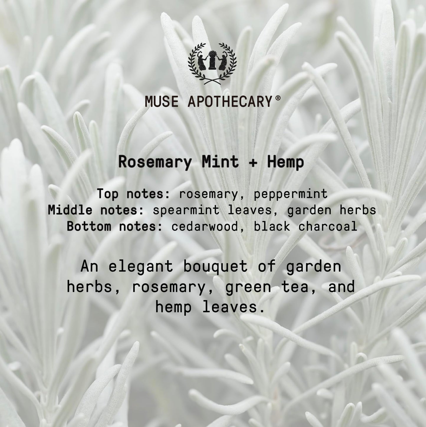 Muse Apothecary Hand Ritual - Aromatic and Nourishing Hand Soap, Infused with Natural Aromatherapy Essential Oils - USDA Certified Biobased - 16 oz, Rosemary Mint + Hemp, 2 Pack