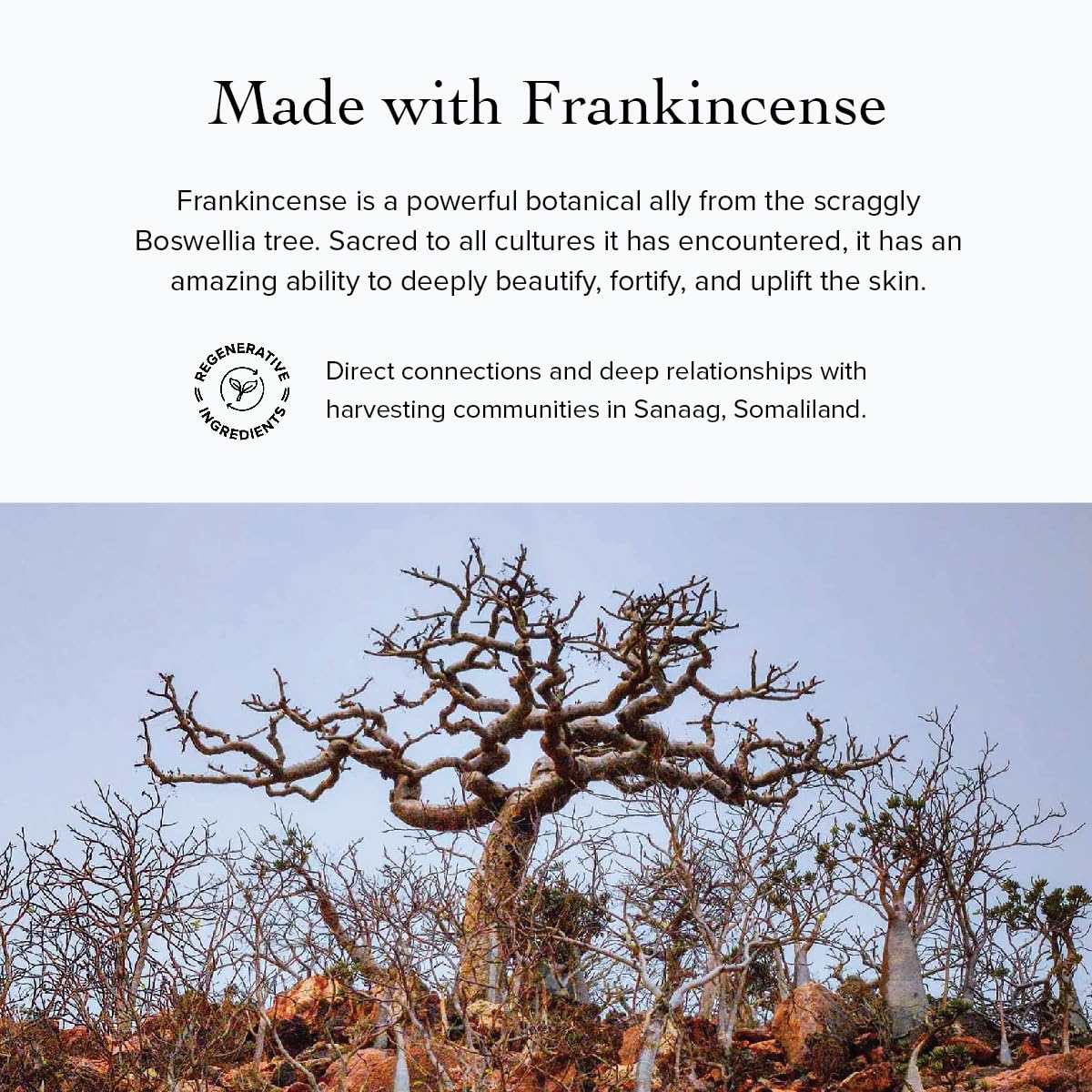 evanhealy Neroli Frankincense Body Oil | Organic Body Care with Silky Blend of Plant Oils to Soften & Moisturize All Skin | Frankincense Oil for Face