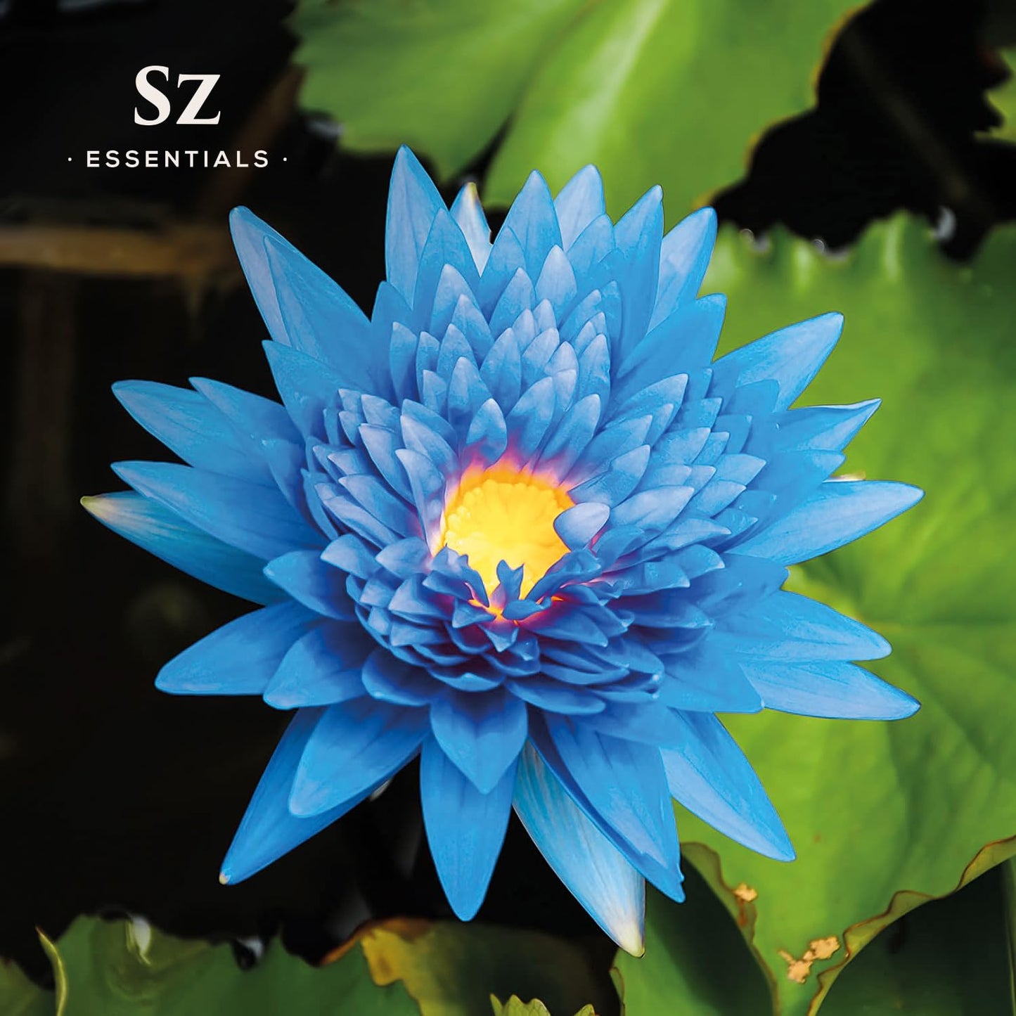 SZ Essentials - Blue Lotus Essential Oil 100% Pure, Undiluted Oil - Extracted from Nymphaea Caerulea - Rich & Sweet Scent with Fruity Overtones - Therapeutic Grade & Vegan - 0.17oz (5ml)