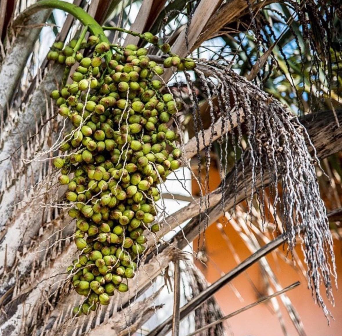 Licuri Seed Oil, Organic, Cold Pressed, Unrefined, Natural, 2 Fl Oz