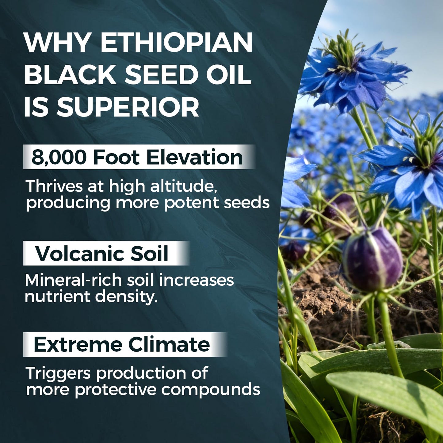 TUVAAZ PURELYNUTRIENT Ethiopian Black Seed Oil Capsules with 4.64% Thymoquinone, Immune Support & Digestion & Energy Booster, Non-GMO, Gluten-Free, 60 Count Softgels