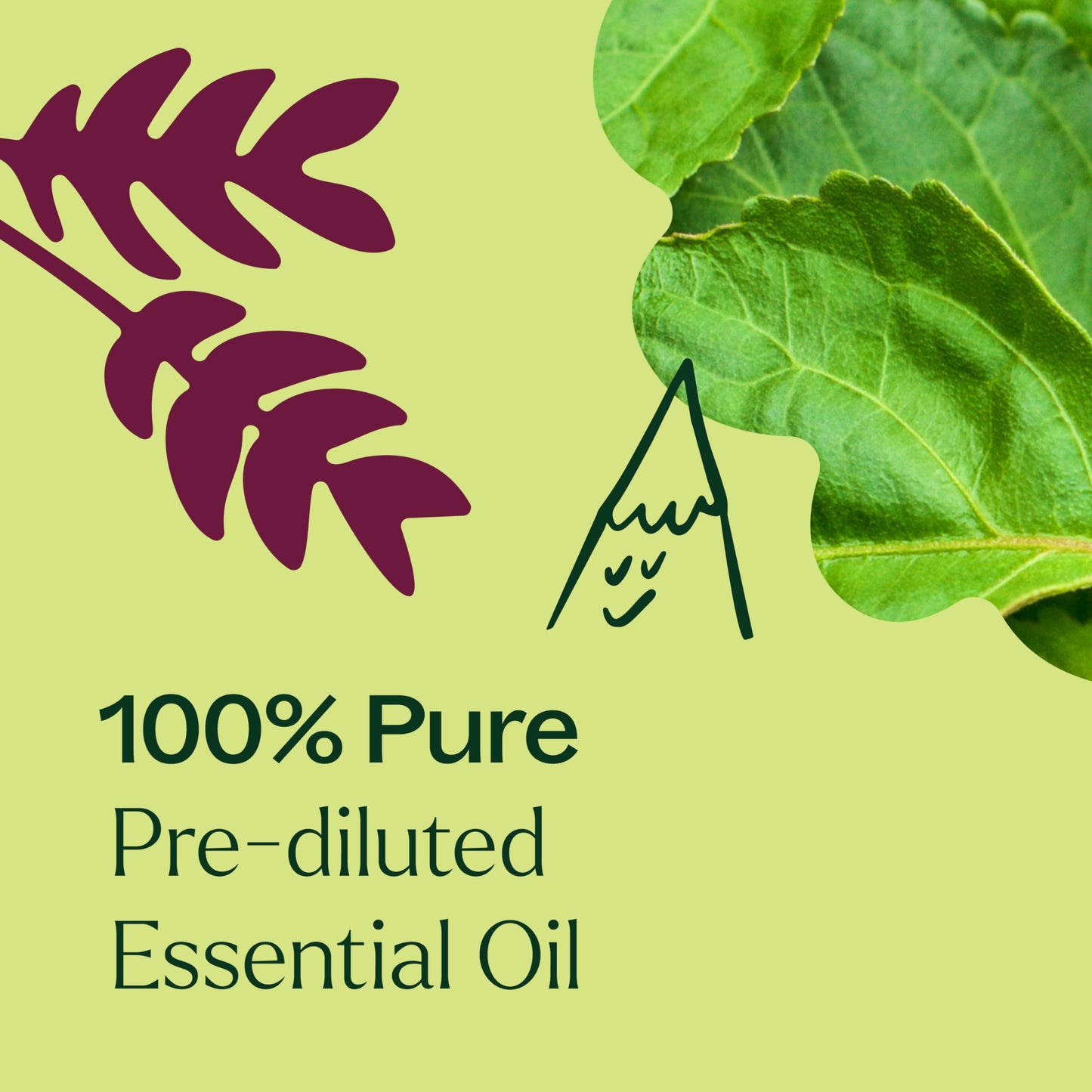 Plant Therapy Patchouli Essential Oil 100% Pure, Pre-Diluted Roll-On, Natural Aromatherapy for Relaxation, Stress Relief, and Skin Care