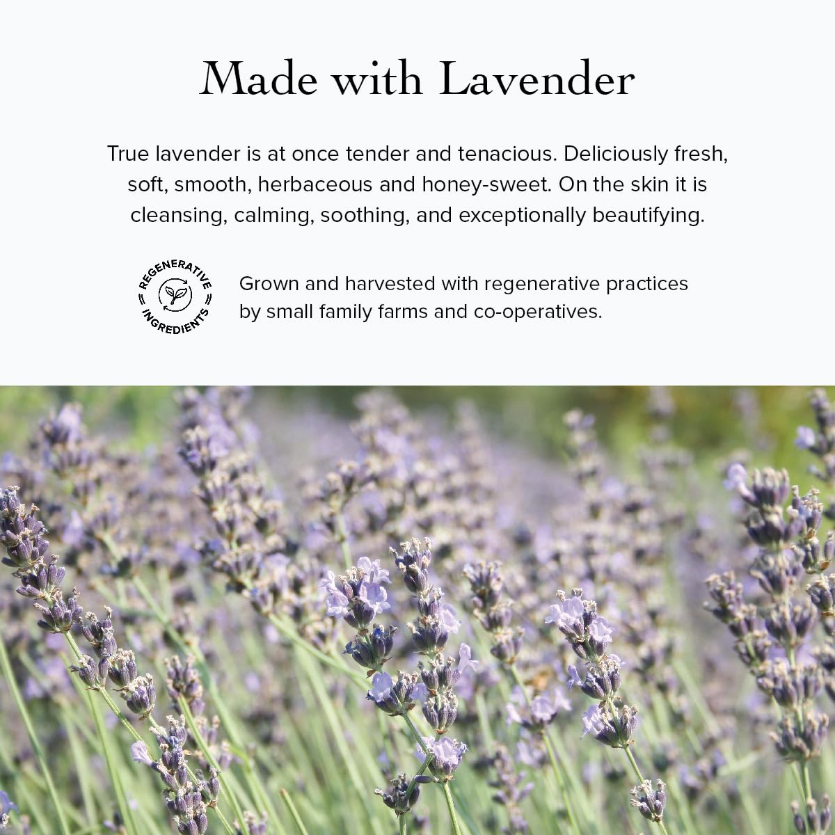 evanhealy Whipped Moroccan Argan Butter | Organic Shea Butter, Argan Oi & Lavender | Moisturize & Revitalize Dehydrated Skin