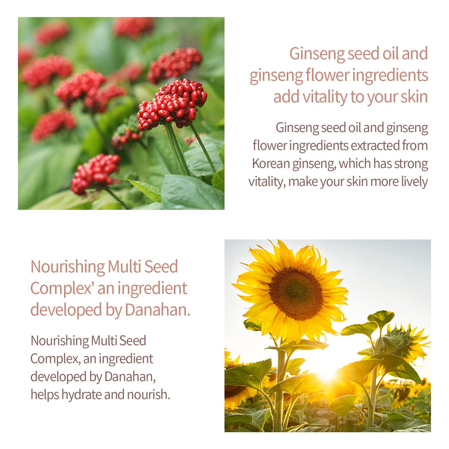 Danahan GINSENG Seed Screet Cream 50ml