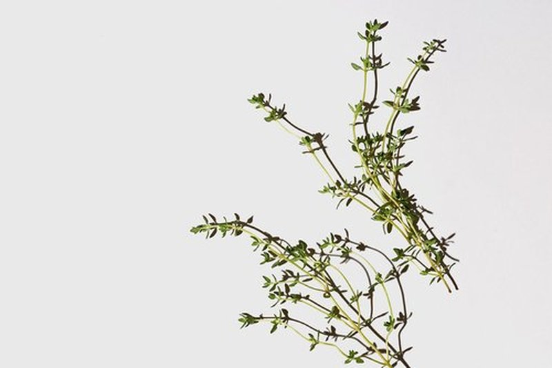 LATHER Mint Thyme Conditioner - Light Weight & Non-Greasy Crème Rinse Formula - Gentle Daily Hair Detangler Conditioner for Fine & Oily Hair - Sulfate Free - 8 Fl Oz Bottle