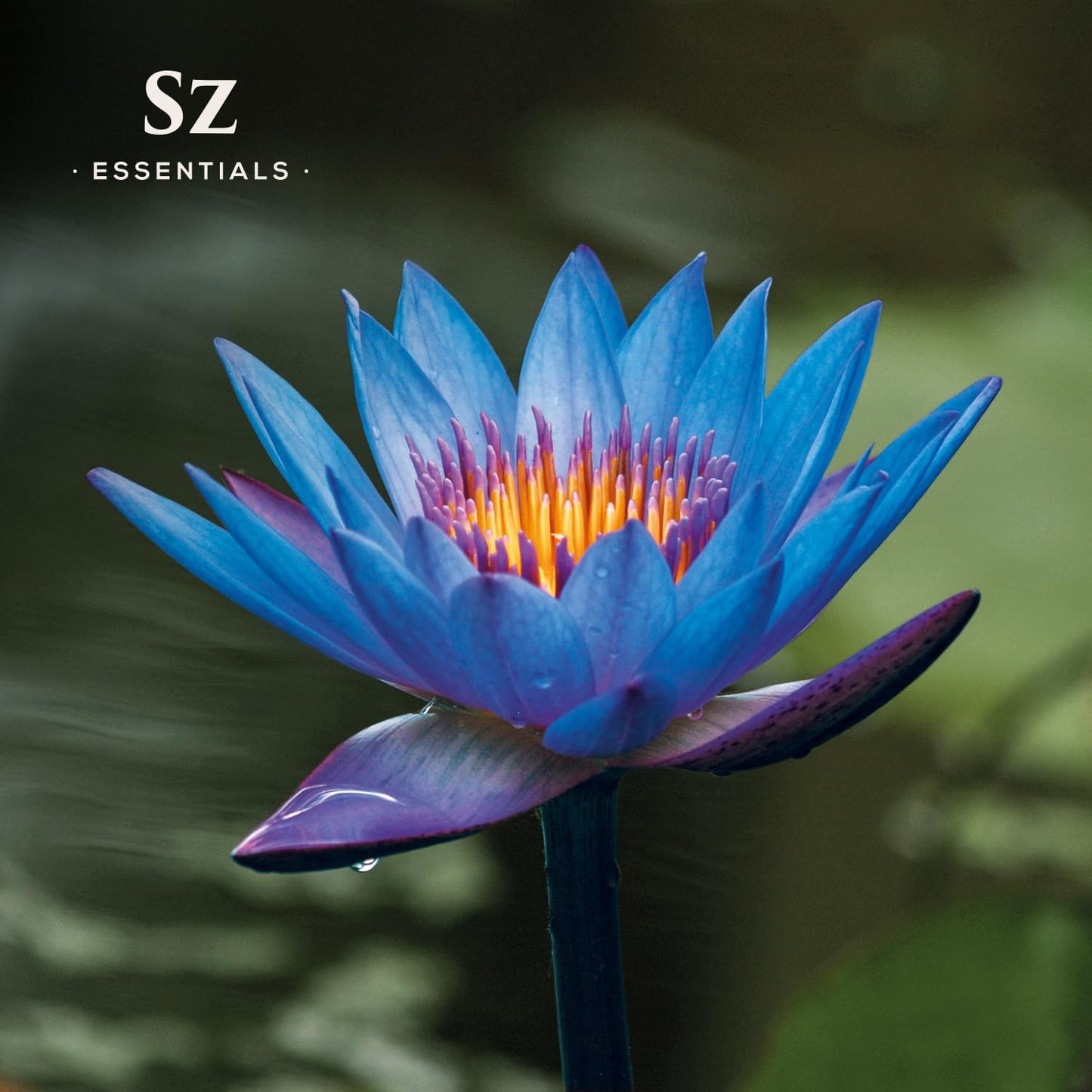SZ Essentials - Blue Lotus Essential Oil 100% Pure, Undiluted Oil - Extracted from Nymphaea Caerulea - Rich & Sweet Scent with Fruity Overtones - Therapeutic Grade & Vegan - 0.17oz (5ml)