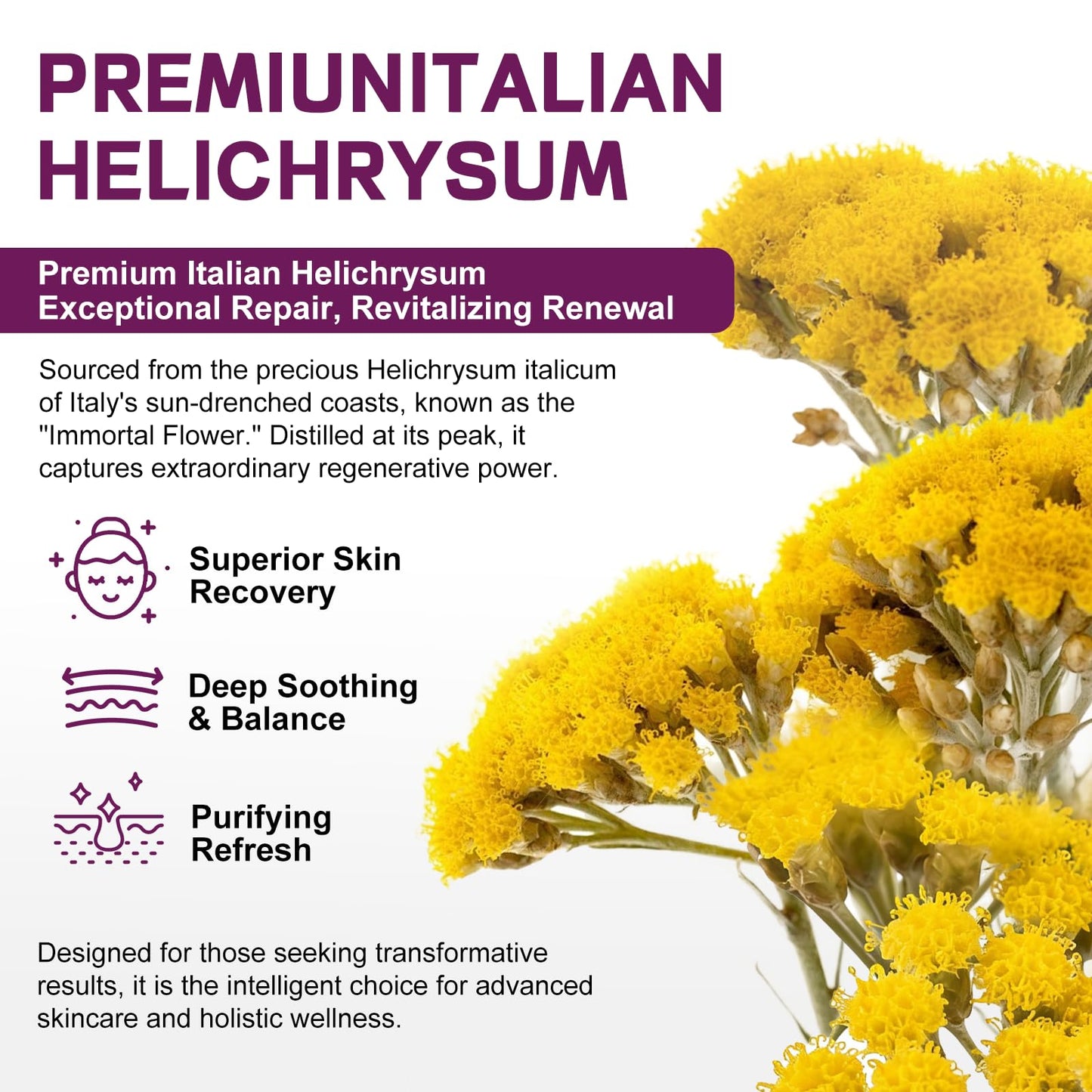 OLELON Helichrysum Balm for Soothes & Repairs – Comforting Care for Thin, Fragile, Bruised & Aging Skin – Deep Restoring for Face and Body – Light Whipped Cream, 4.2 oz