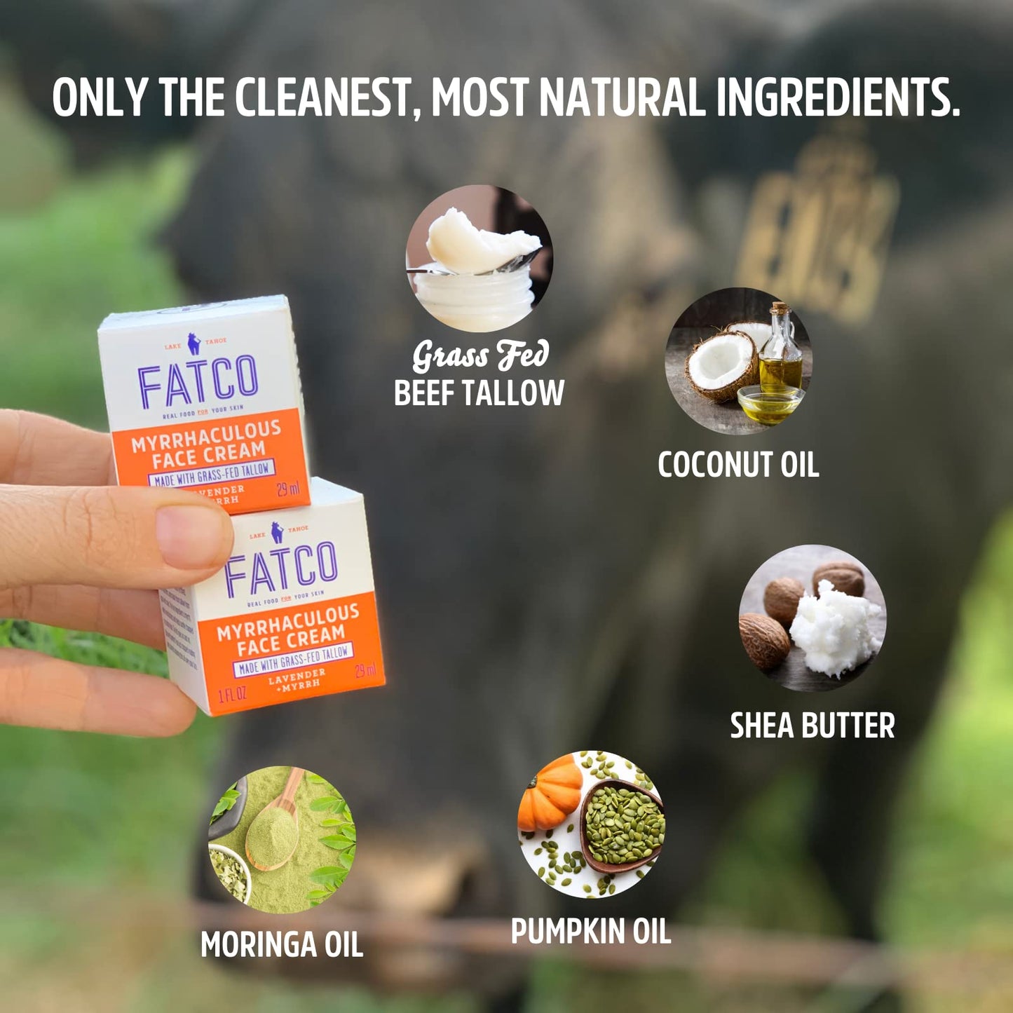FATCO Myrrhaculous Anti Aging Face Cream and Moisturizer Cream with Tallow and Myrrh - Lavender + Myrrh (1 oz)