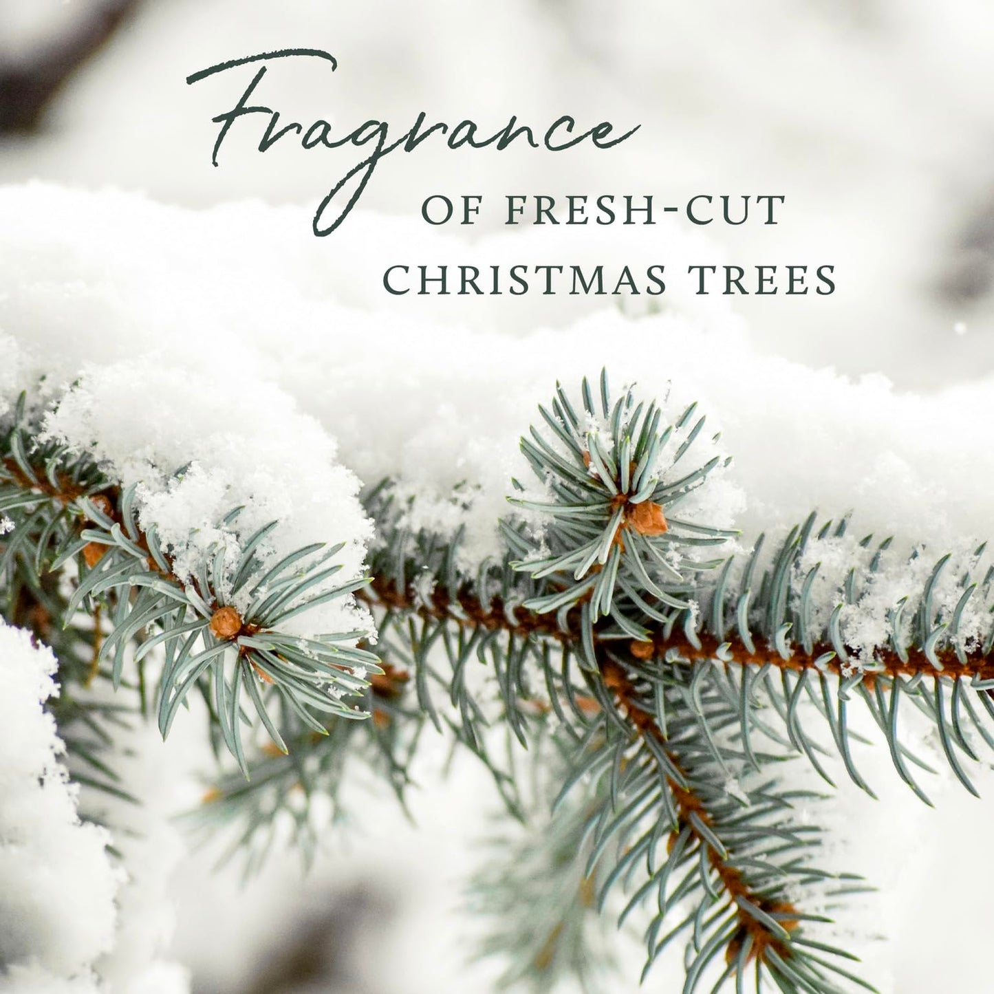 Thymes Frasier Fir Candles - Statement Collection - Silver with Pine Needle Design - Scented Candles for Home Decor - Notes of Siberian Fir Needles, Cedarwood & Sandalwood - Medium Luminary (20 oz)