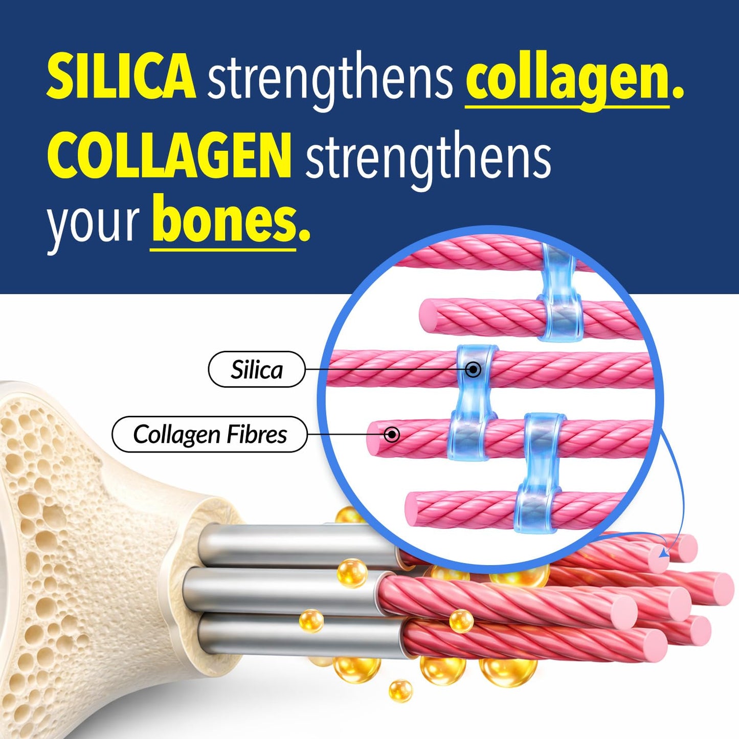 LABO Nutrition Bioactive Silica — 99% Purity Rice-Derived Silica-Rx99 for Bone Health, Joint Flexibility & Collagen Support — with Plant Vitamin D3, K2 MK-7 & MCT Oil, 30 Vegan Softgels