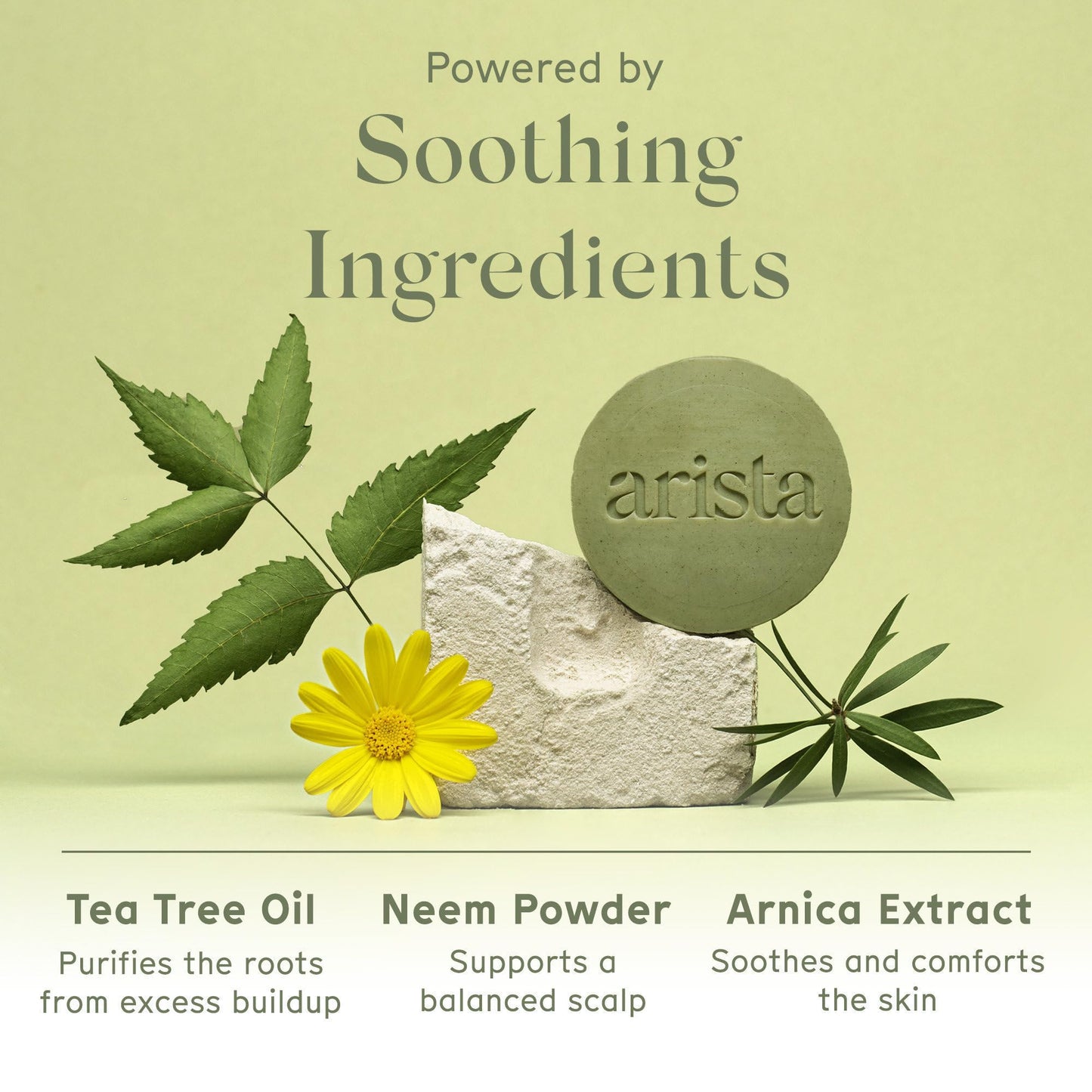 Arista Anti-Dandruff Shampoo Bar | Sulfate-Free, with Leaf Powder, Arnica & Tea Tree | Vegan Solid Shampoo Bar
