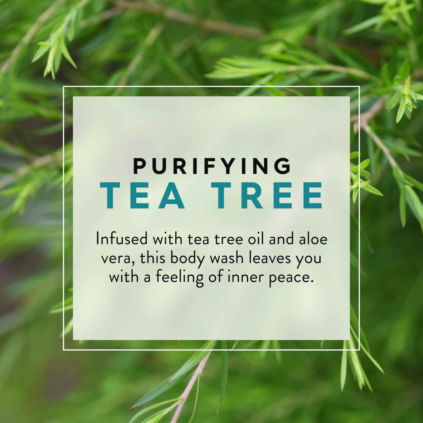 JASON Tea Tree Purifying Body Wash, For a Gentle Feeling Clean, 30 Fluid Ounces