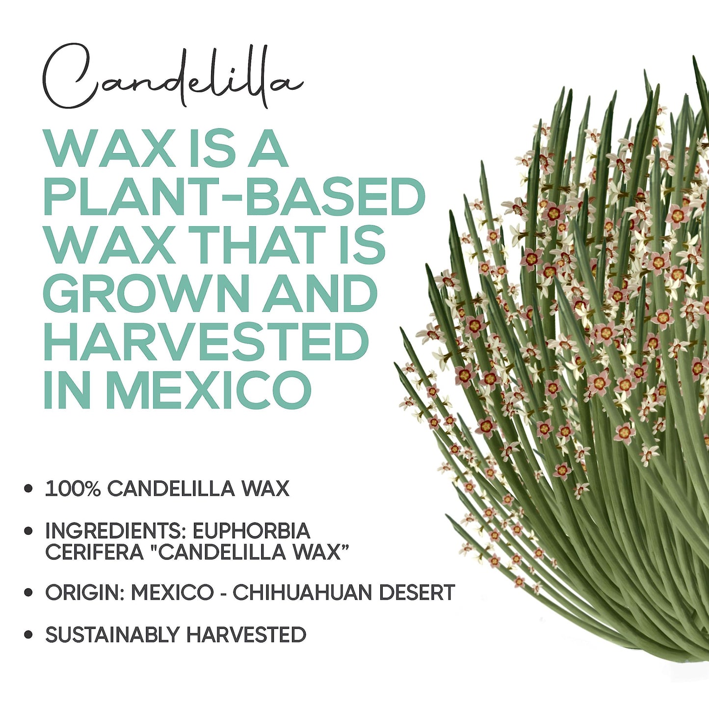 Candelilla Wax Pellets 1lb. 100% Pure Natual Food Grade Vegan Wax For DYI Lip Balm, Soap and Candle Making, Creams and Lotions. Great For Skin, Face, and Hair applications. Beeswax Alternative