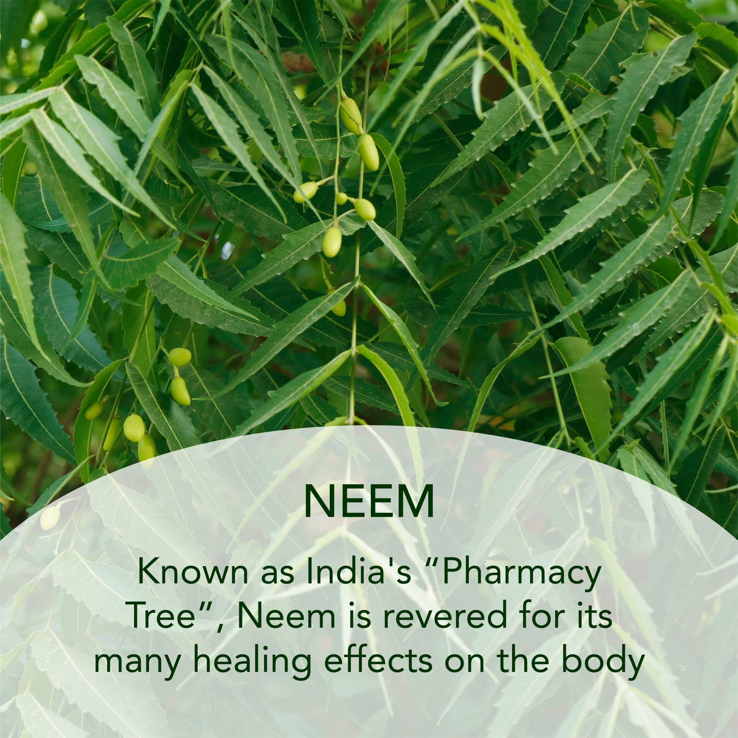 SUNDARI Neem Night Cream - 1.7 Fl Oz, Night time Moisturizer with Botanical Extracts, Wrinkle Repair & Hydration, Nourishes and Soothes Skin, Restores Natural Radiance, All Skin Types