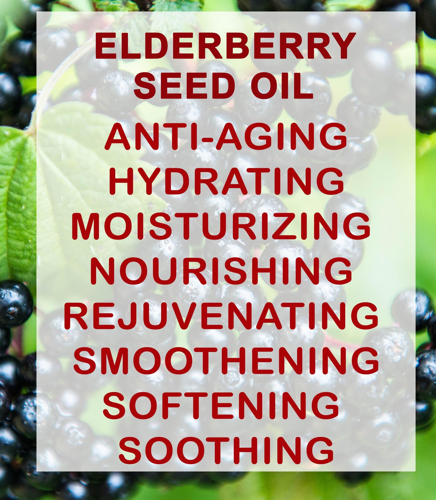 Botanical Beauty Belgian Elderberry Seed Oil Sambucus Nigra 100% Pure Natural Virgin Unrefined Cold Pressed Carrier Oil 0.5 Fl. Oz.- 15 ml for FACE, Skin, Hair, Nails, Anti-Aging. Rich in Vitamin E