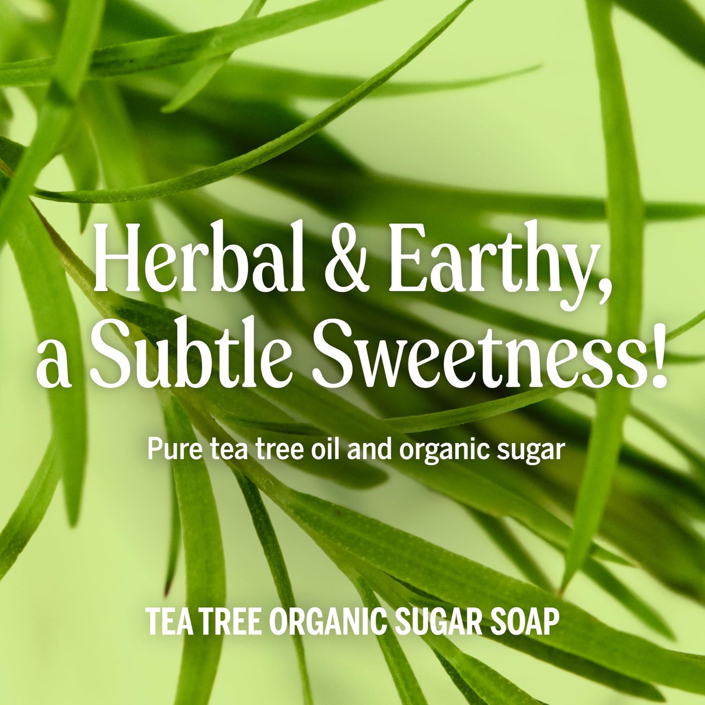 Dr. Bronner's - Organic Sugar Soap (Tea Tree, 24 Ounce) - Made with Organic Oils, Sugar and Shikakai Powder, 4-in-1 Uses: Hands, Body, Face and Hair, Cleanses, Moisturizes and Nourishes, Vegan