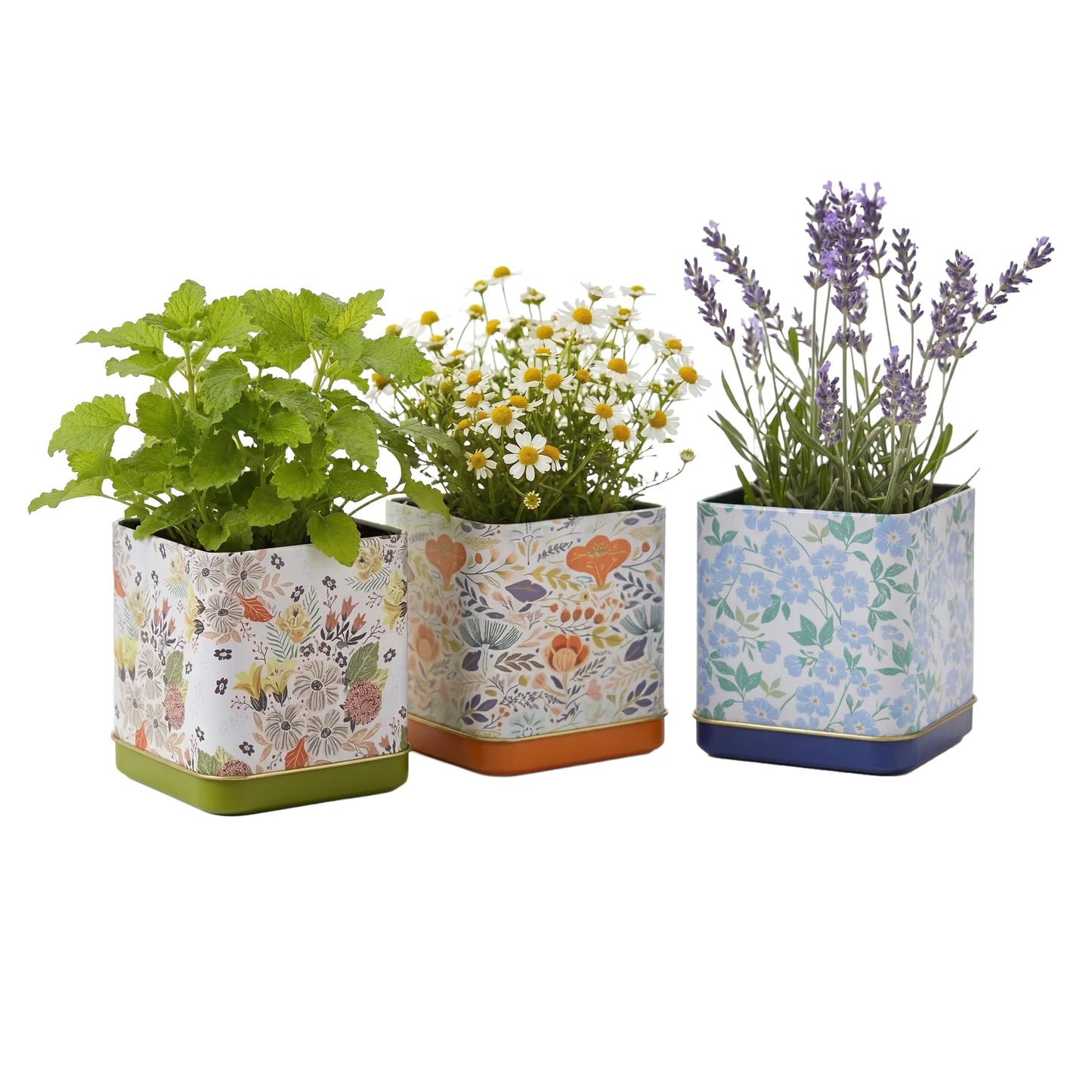 Buzzy Seeds Herbal Tea Garden Grow Kit 3-Pack - Metal Windowsill Planter - Complete Indoor/Outdoor Gardening Kit with Seeds, Coconut Husk Growing Medium & Genuine Pots - 100% Grow Guarantee