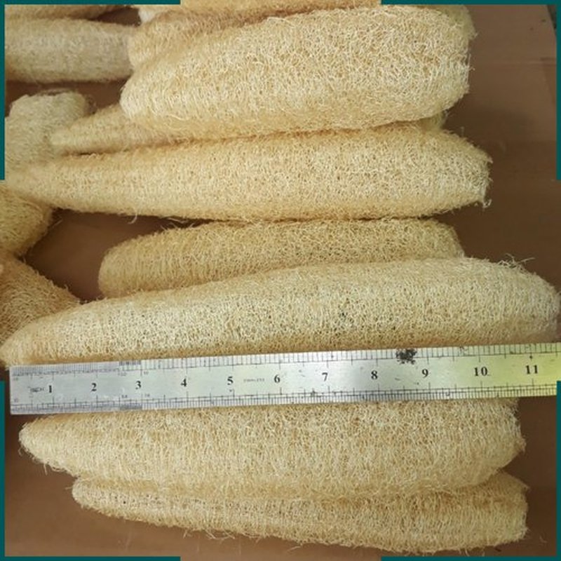 5 Pcs (10 – 12 Inches) Shower Loofah Exfoliating Body Scrubber | Natural Loofah Sponge | Bath for Loofah for Men and Women | Pack of 5