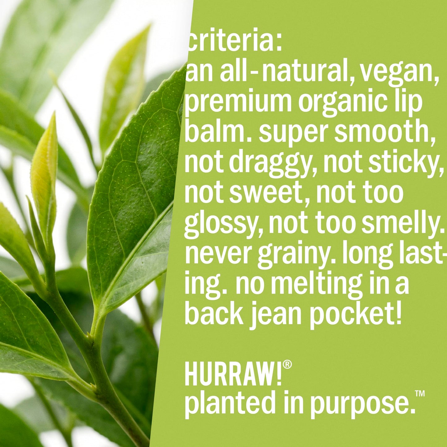 Hurraw! Green Tea Lip Balm, 2 Pack: Organic, Certified Vegan, Cruelty and Gluten Free. Non-GMO, 100% Natural Ingredients. Bee, Shea, Soy and Palm Free. Made in USA